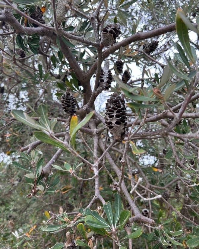 Banksia