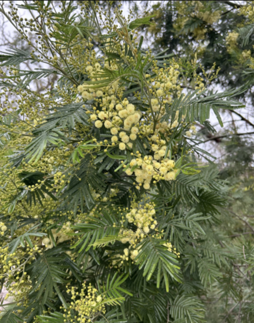 wattle-tree-1