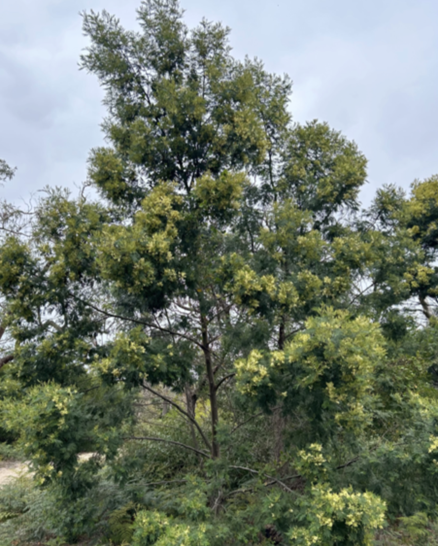 wattle-tree-2